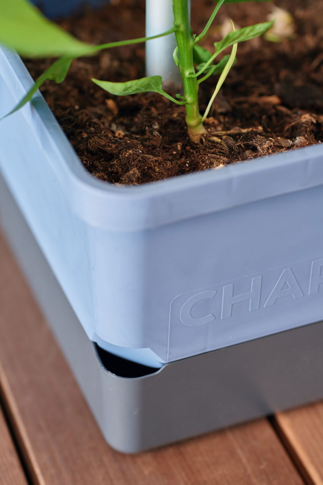 Gusta Garden CHARLY CHILI - Grow solution for chili peppers with integrated water tank and robust climbing support (blue)