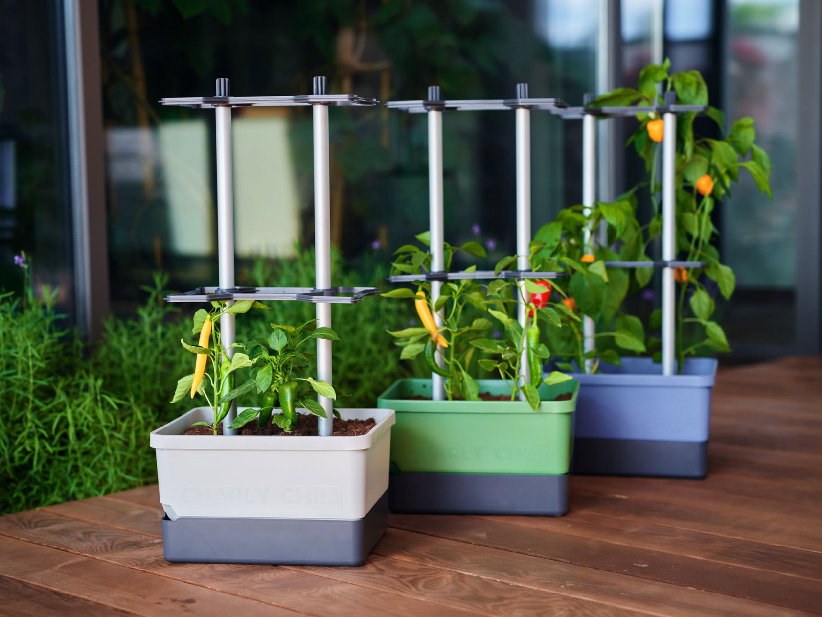 Gusta Garden CHARLY CHILI - Grow solution for chili peppers with integrated water tank and robust climbing support (blue)