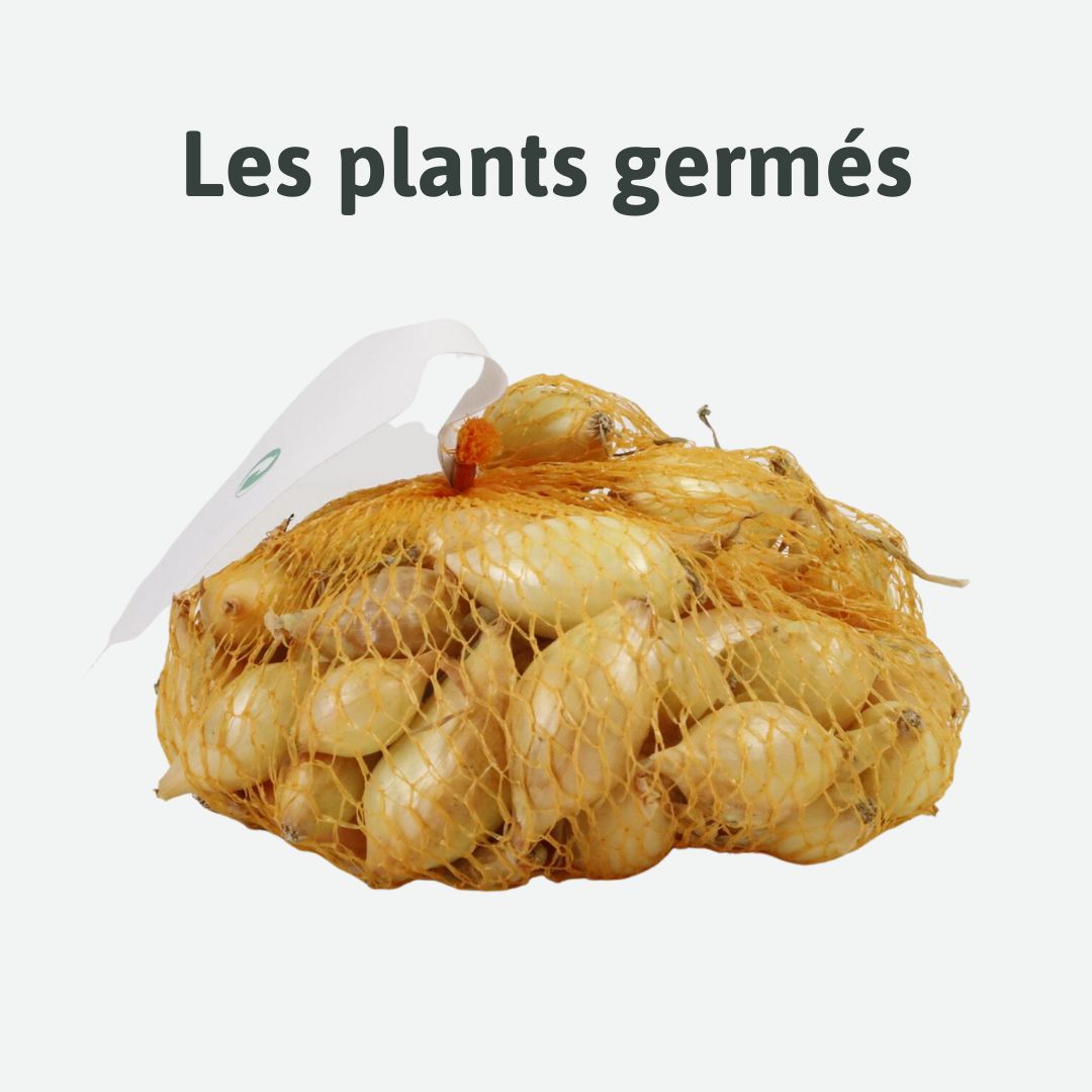 les plants germés