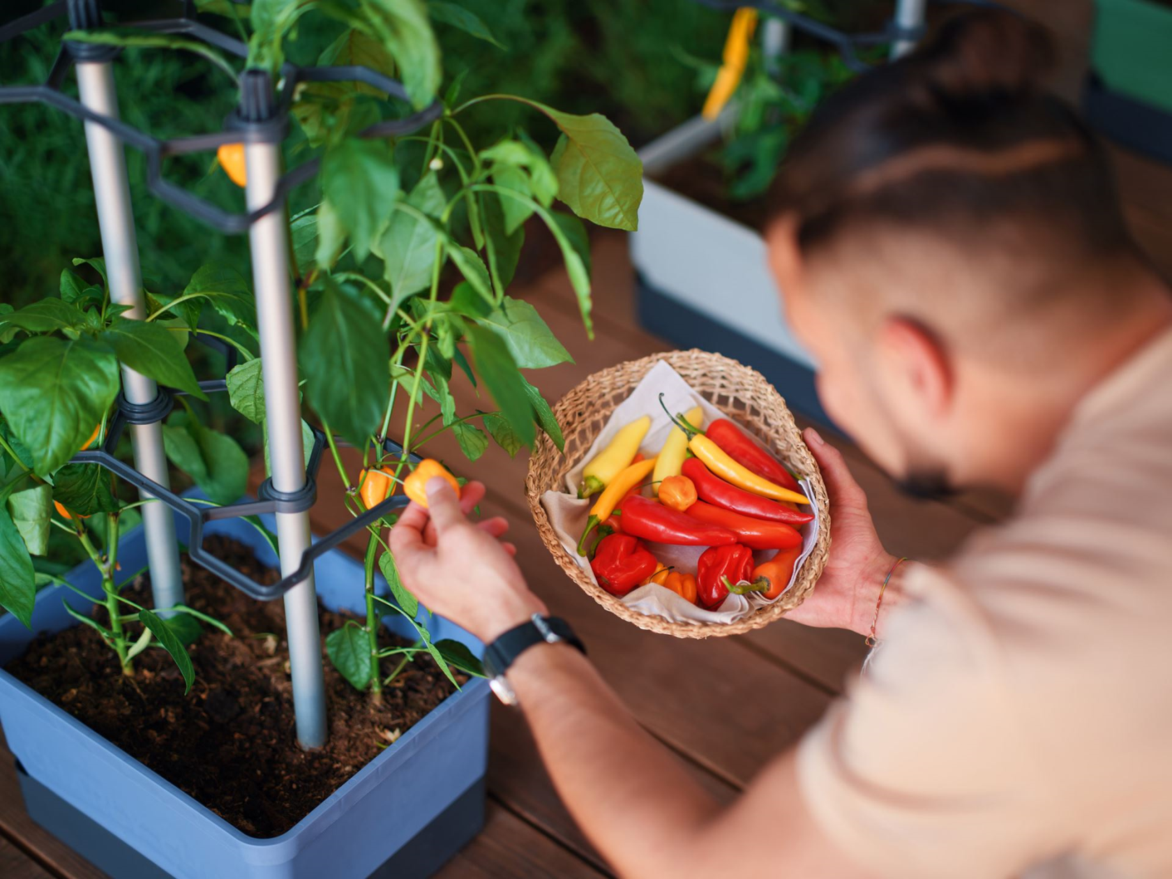 Gusta Garden CHARLY CHILI – Kweekoplossing voor chilipepers met geïntegreerde watertank en robuuste klimsteun (blauw)