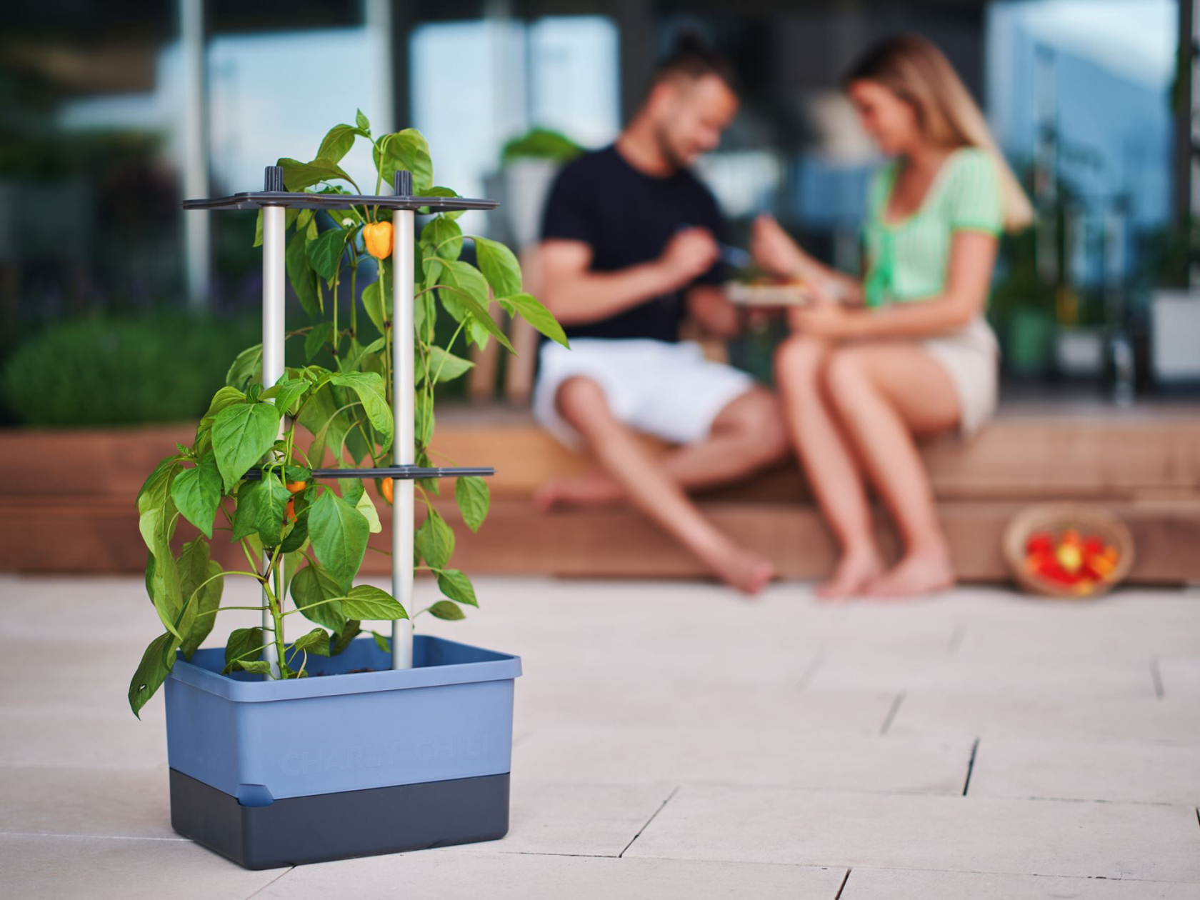 Gusta Garden CHARLY CHILI - Grow solution for chili peppers with integrated water tank and robust climbing support (blue)