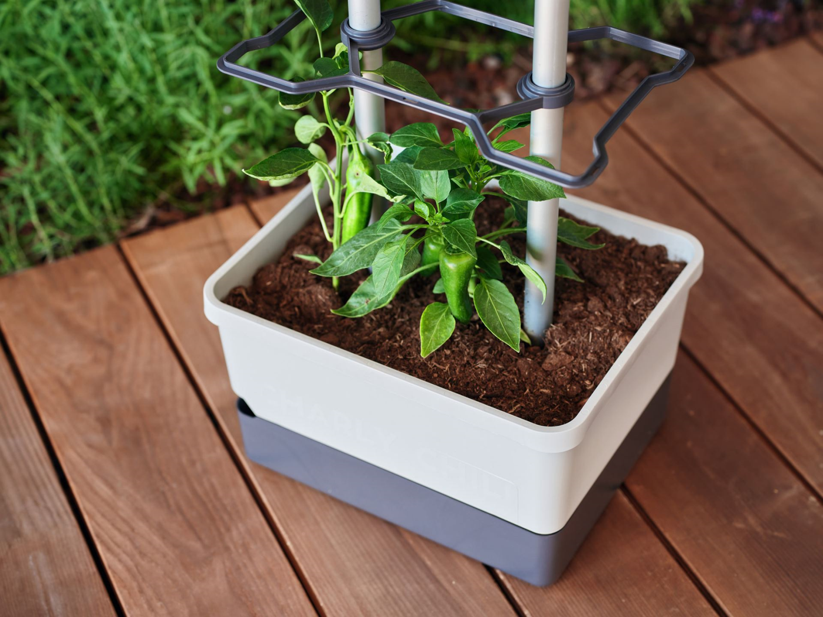 Gusta Garden CHARLY CHILI – Kweekoplossing voor Chilipepers met Geïntegreerde Watertank en Robuuste Klimsteun (lichtgrijs)