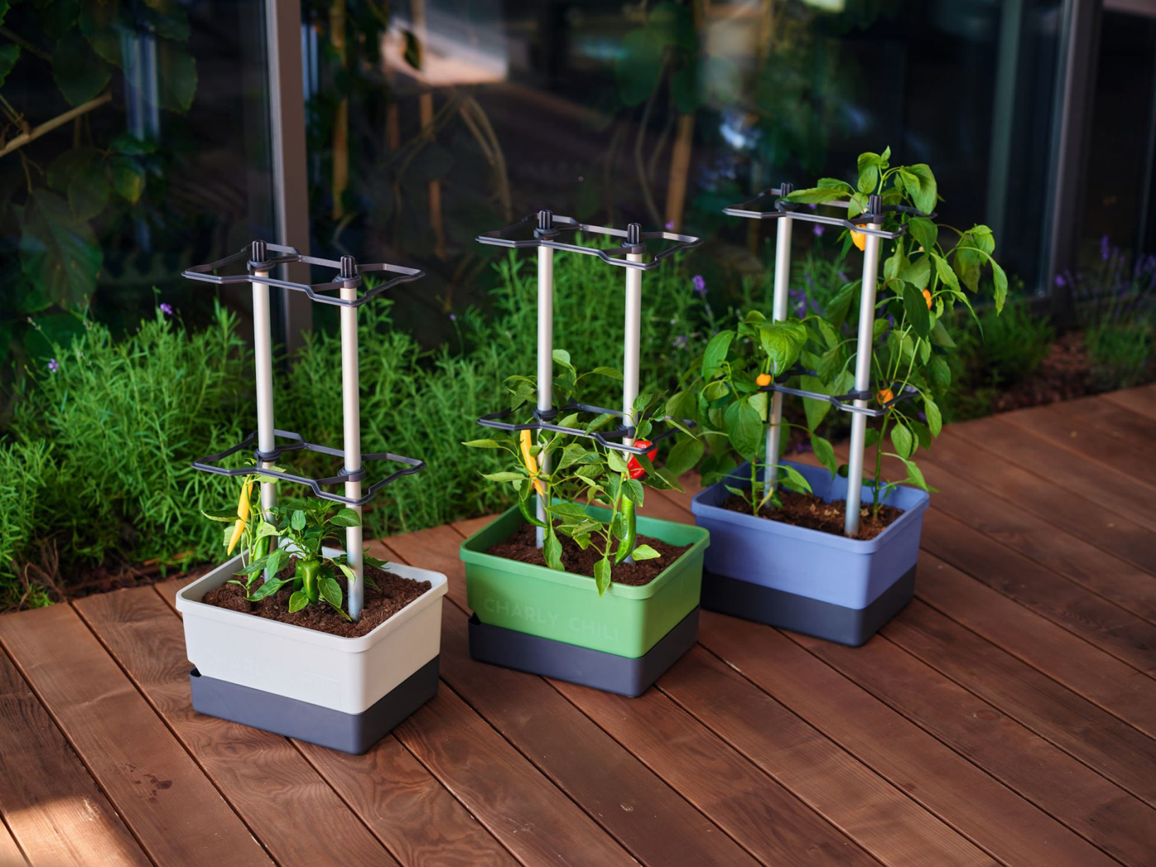 Gusta Garden CHARLY CHILI - Grow solution for chili peppers with integrated water tank and robust climbing support (blue)