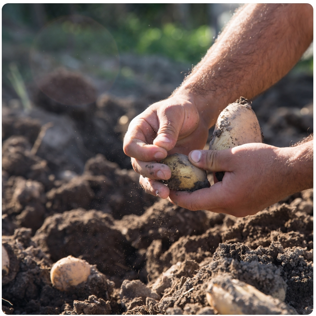 planting potatoes