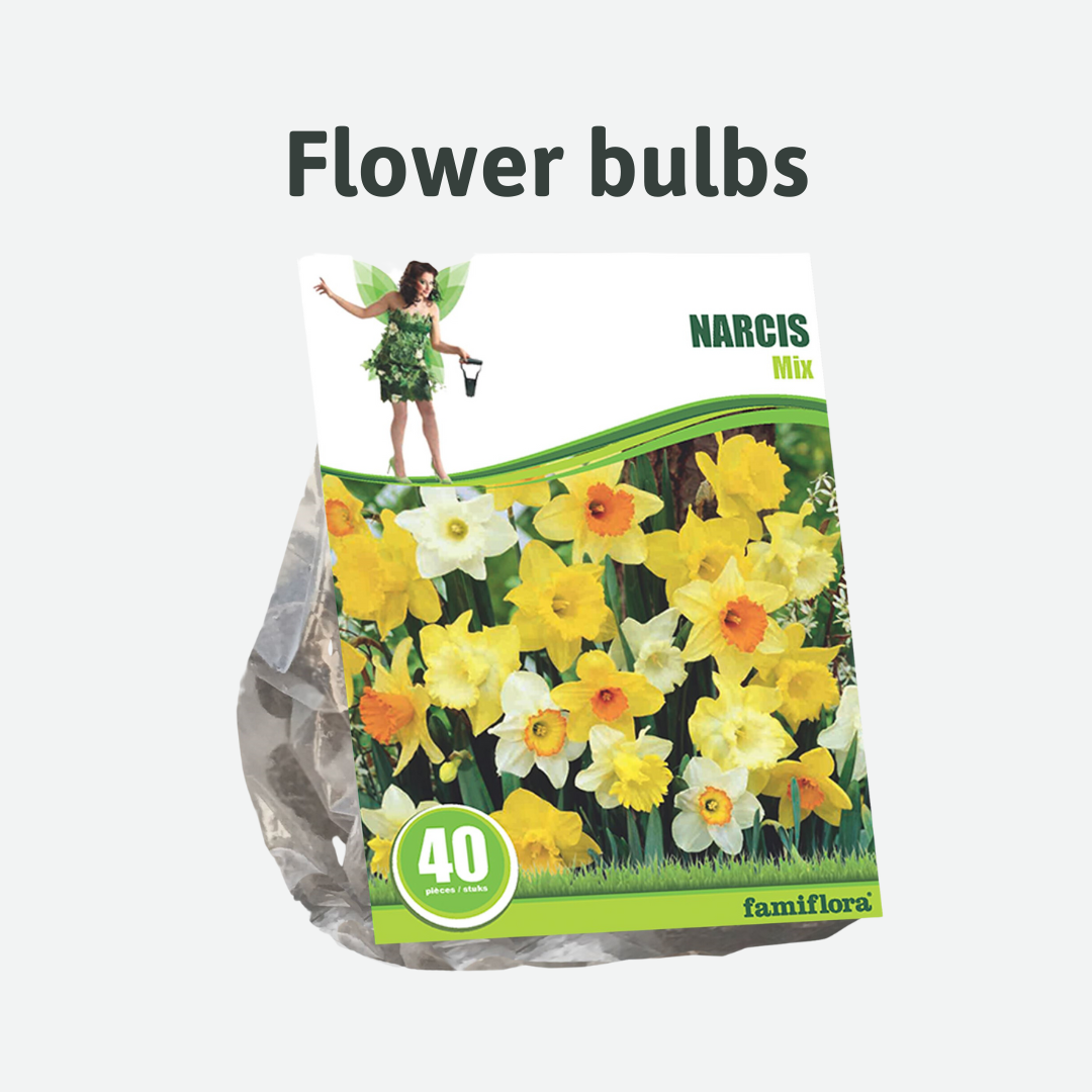 flower bulbs