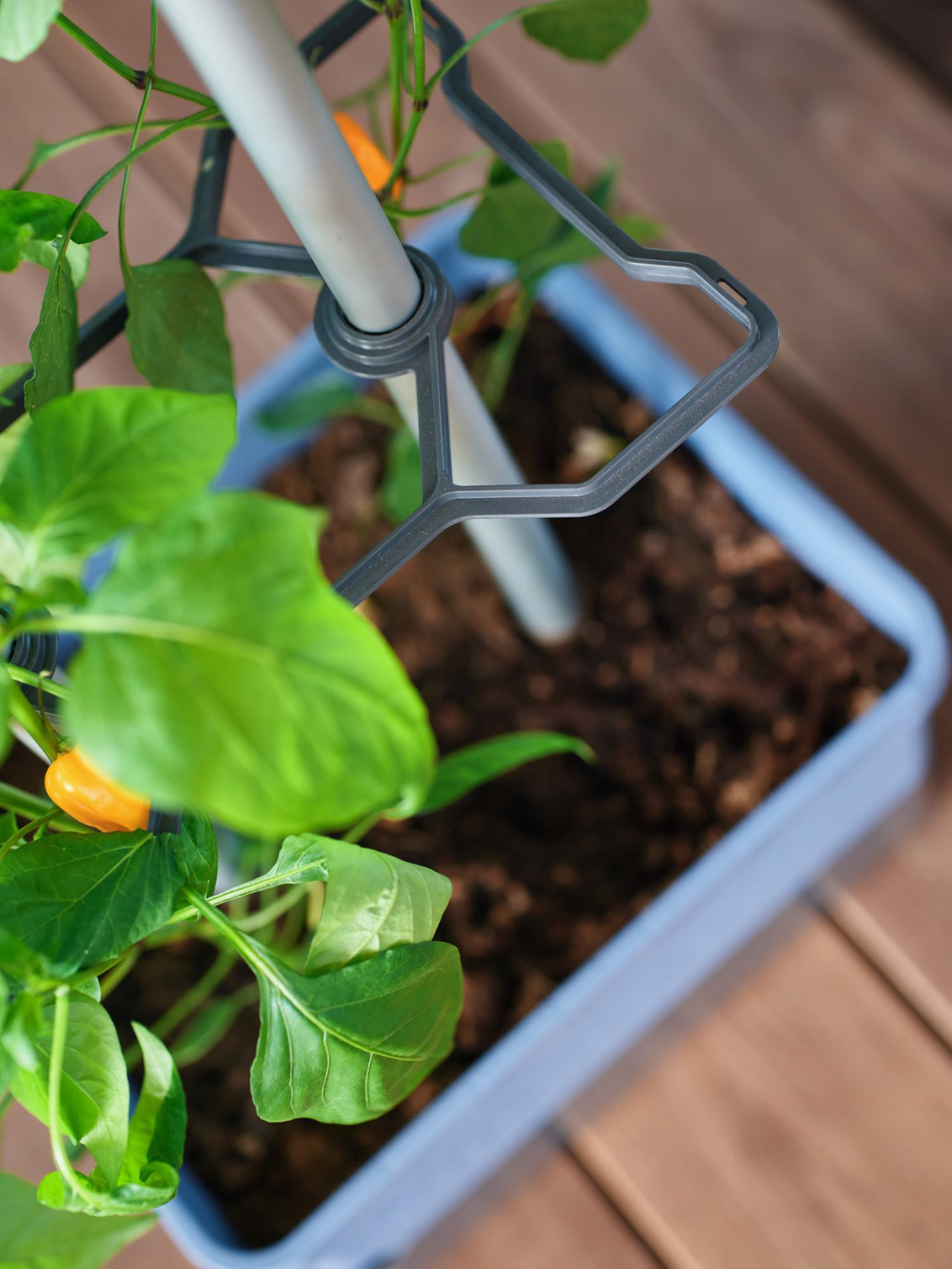 Gusta Garden CHARLY CHILI - Grow solution for chili peppers with integrated water tank and robust climbing support (blue)