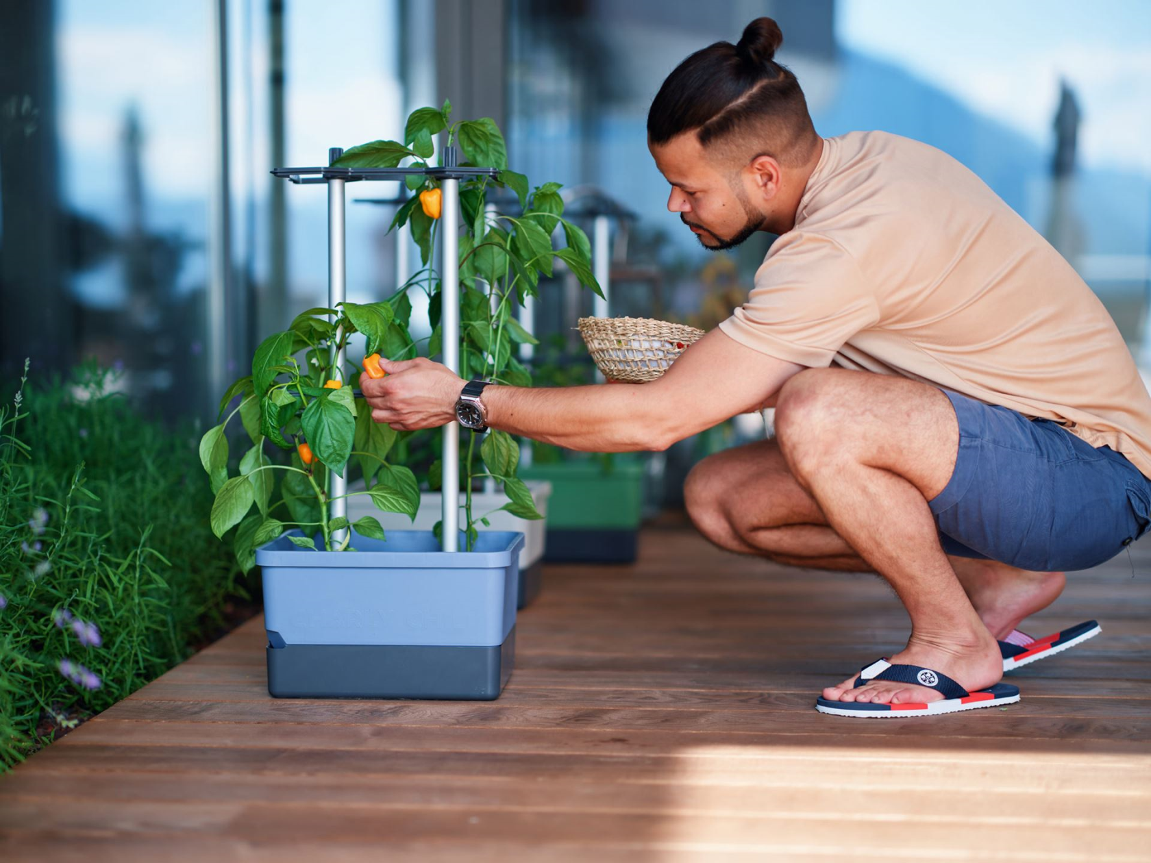 Gusta Garden CHARLY CHILI - Grow solution for chili peppers with integrated water tank and robust climbing support (blue)