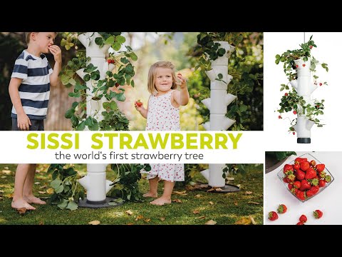 Gusta Garden SISSI STRAWBERRY - tour à fraises/pot de culture de fraises - 6 niveaux - anthracite