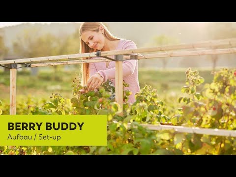 Gusta Garden BERRY BUDDY - Klimrek  voor bessen -  120 cm