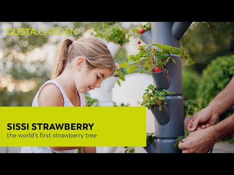 Gusta Garden SISSI STRAWBERRY - tour à fraises/pot de culture de fraises - 6 niveaux - anthracite